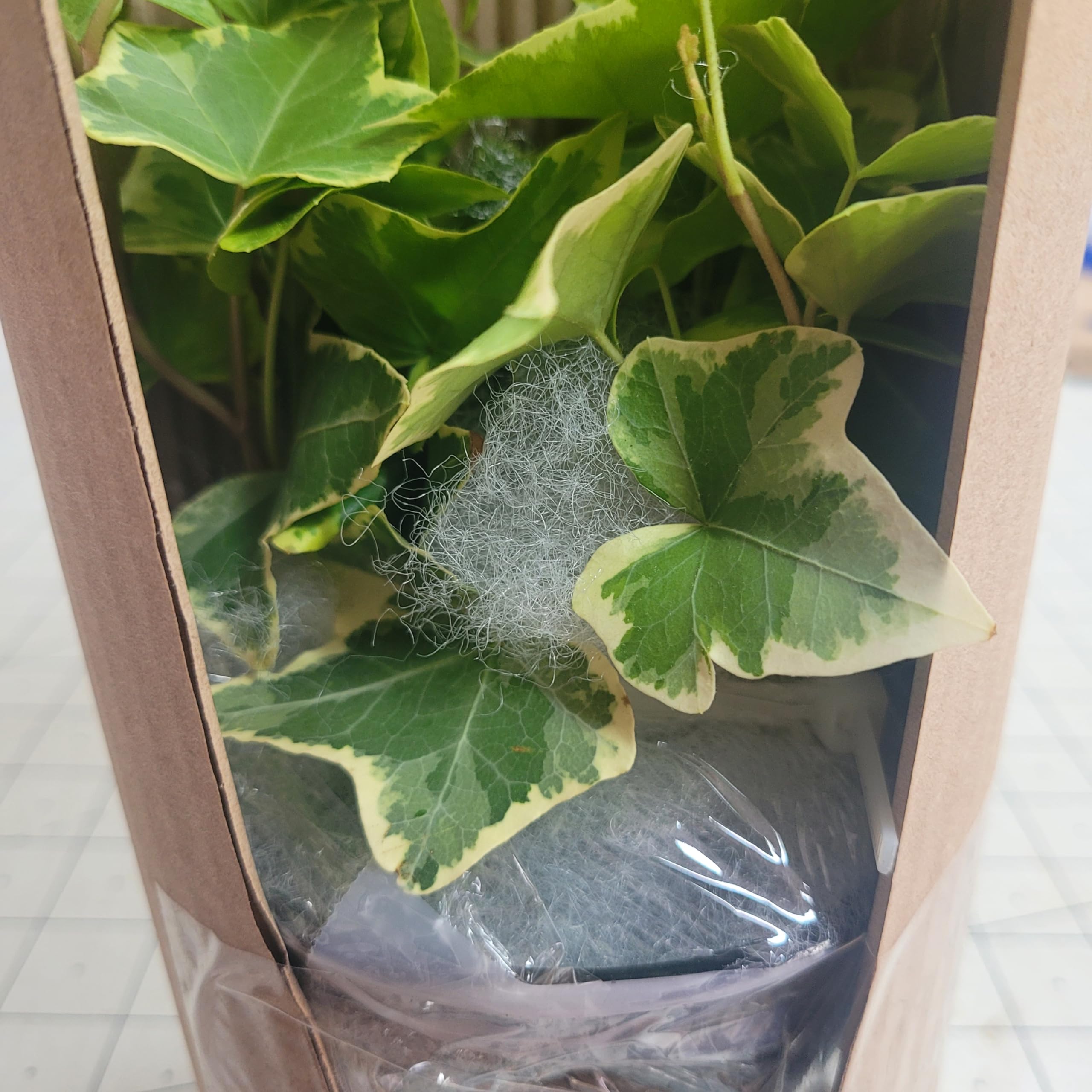 「sckng.w 」la basic IVY Amazon.com : English Ivy Gold Child 4